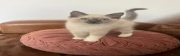 Ragdoll cats for sale: Adorable Ragdoll Kittens Ready Now - Advert 1