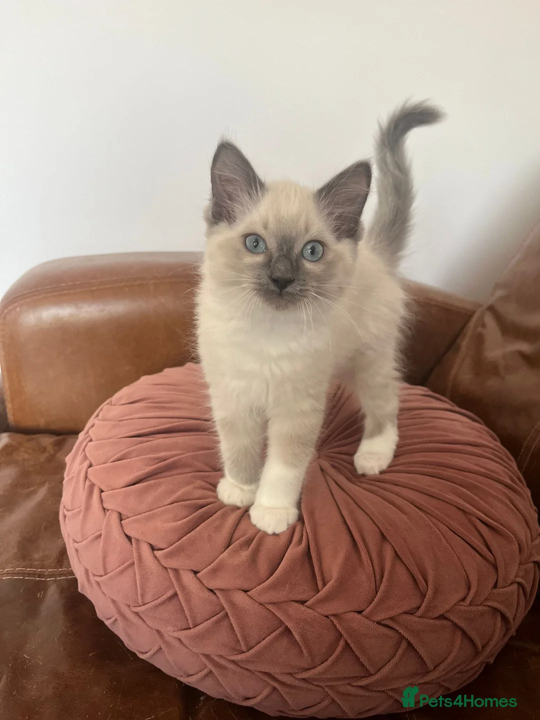Ragdoll cats for sale: Adorable Ragdoll Kittens Ready Now - Advert 1
