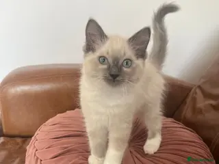 Ragdoll cats Adorable Ragdoll Kittens Ready Now - Advert 1