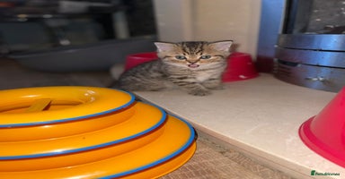 Scottish Fold cats - Advert 2
