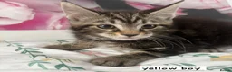 Ragcoon cats for sale: Beautiful Ragcoons  - Advert 12