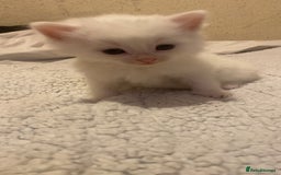Mixed Breed cats for sale: beautiful kittens for sale  - Image 5
