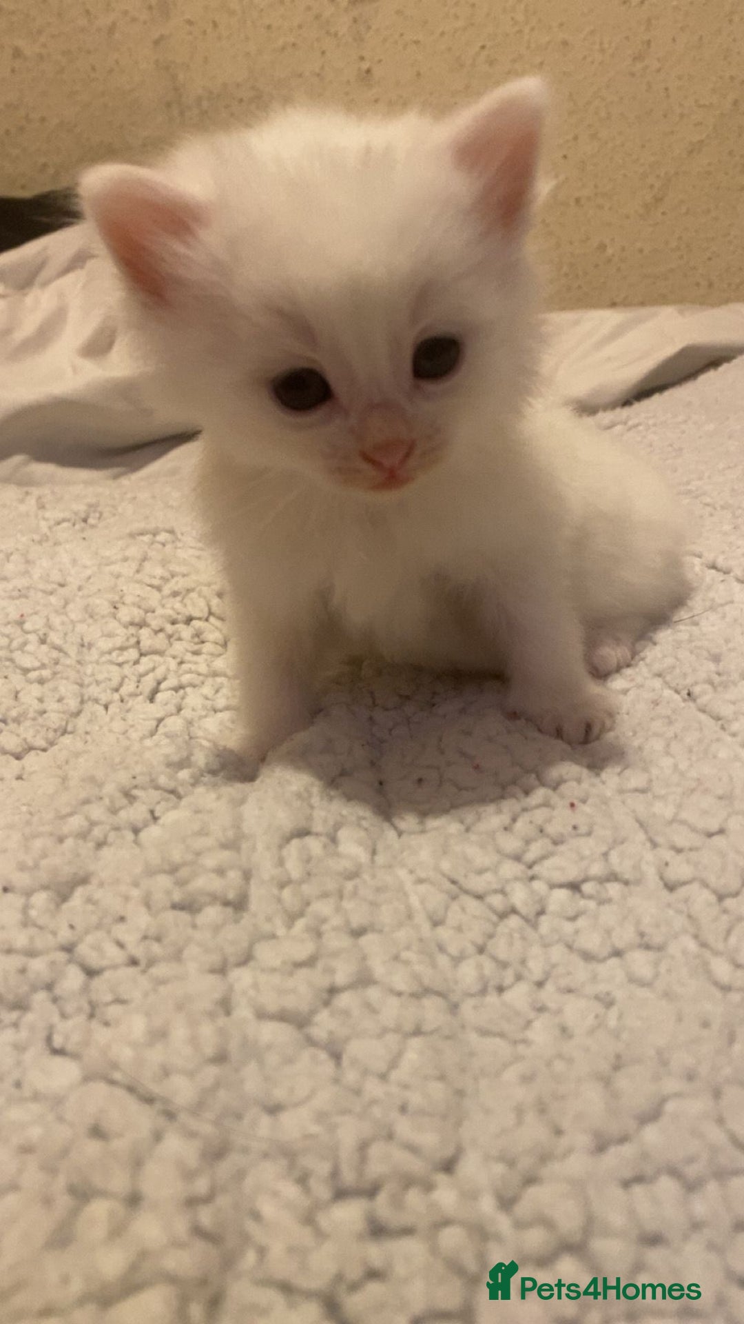 Mixed Breed cats for sale: beautiful kittens for sale  - Image 5
