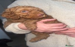 Cockapoo dogs for sale: 6 cockapoo F1 puppies seeking their forever homes - Advert 13