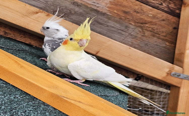 Cockatiels birds - Advert 5