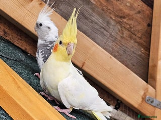 Cockatiels birds - Advert 1
