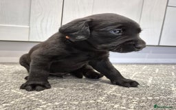 Labrador Retriever dogs for sale: Black Labrador Retreiver pups - Image 8