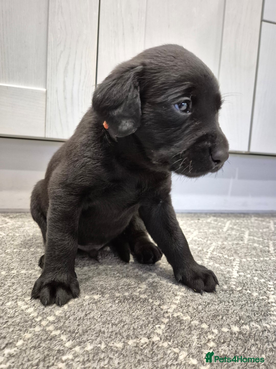 Labrador Retriever dogs for sale: Black Labrador Retreiver pups - Image 8