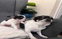 Chihuahua dogs for sale: 5Stunning tiny Smooth coat 🍏head chihuahua puppys - Image 4