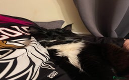 British Longhair cats for sale: 4 year old blind stick needs a new home - Advert 16