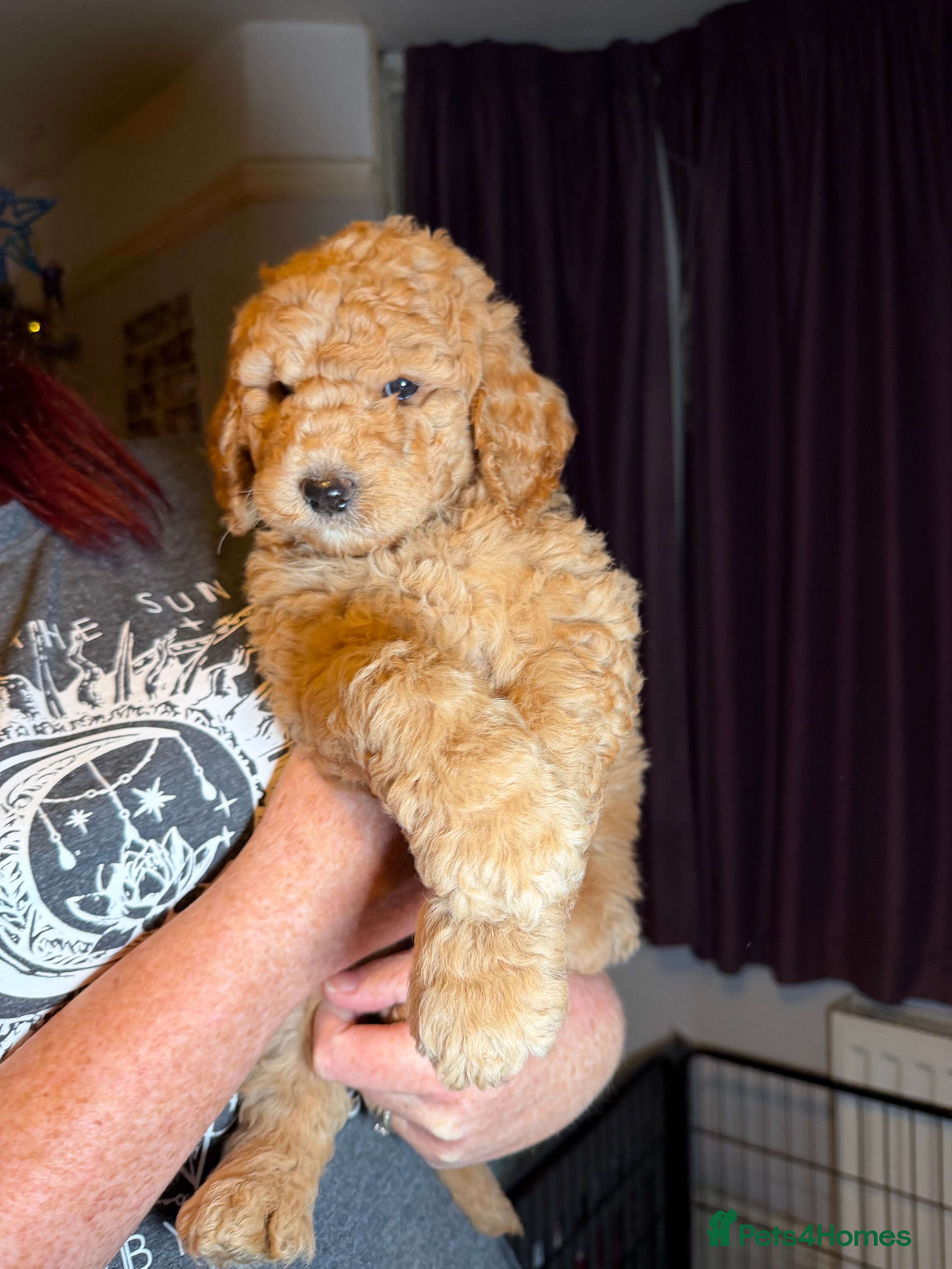 Goldendoodle dogs Goldendoodles Ready Now - Advert 13