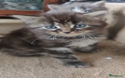 Mixed Breed cats for sale: Stunning long hair kittens for sale - Image 24