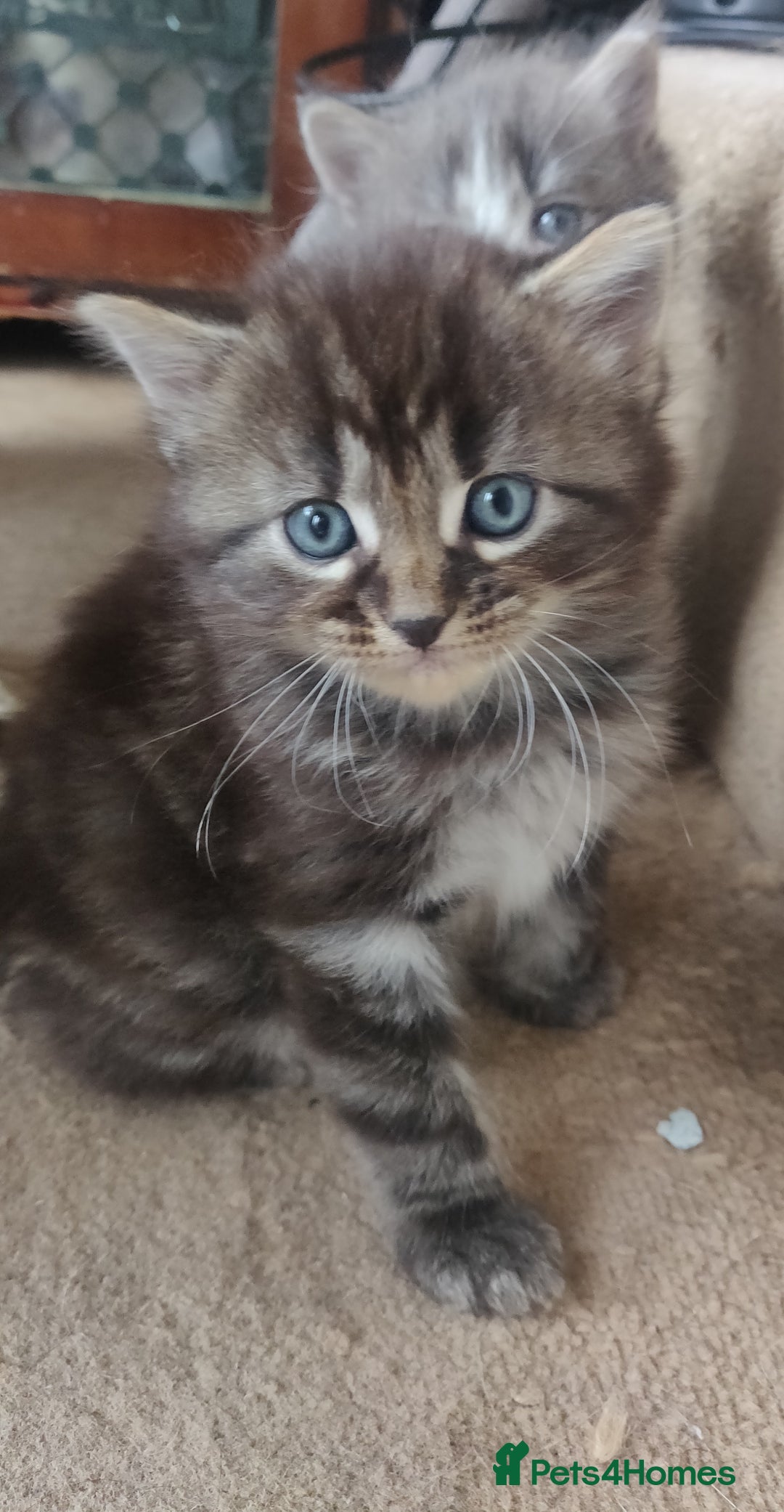 Mixed Breed cats for sale: Stunning long hair kittens for sale - Image 24