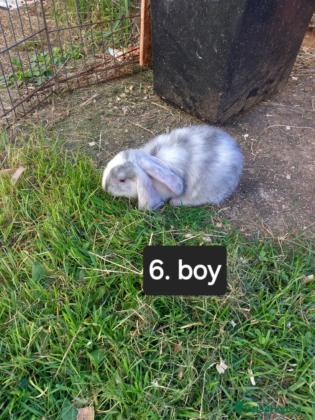 French Lop rabbits for sale: Pure french lop baby rabbits ready 4th april - Advert 6