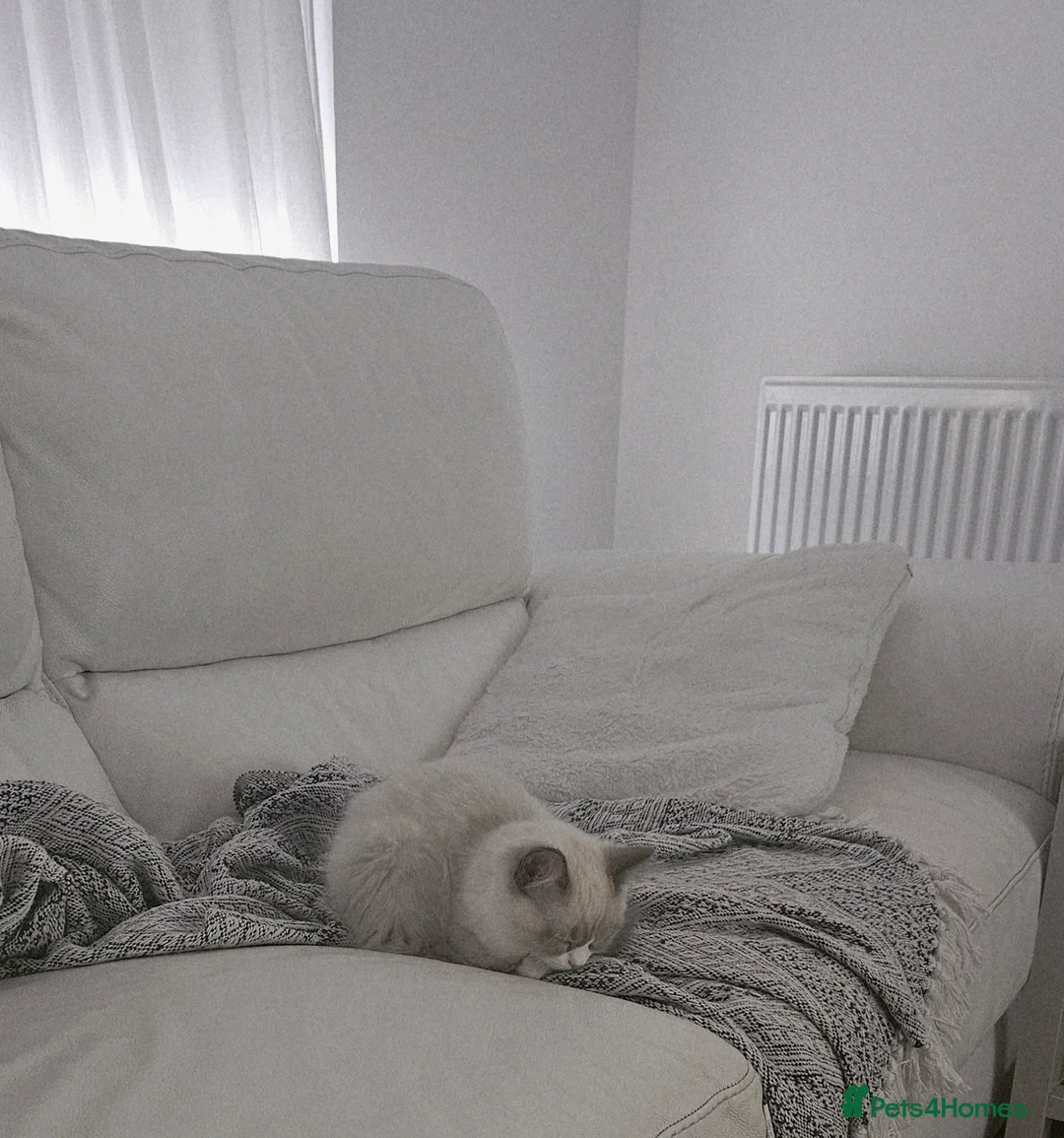 Ragdoll cats for sale: Rehoming little Misty in Colchester - Advert 2