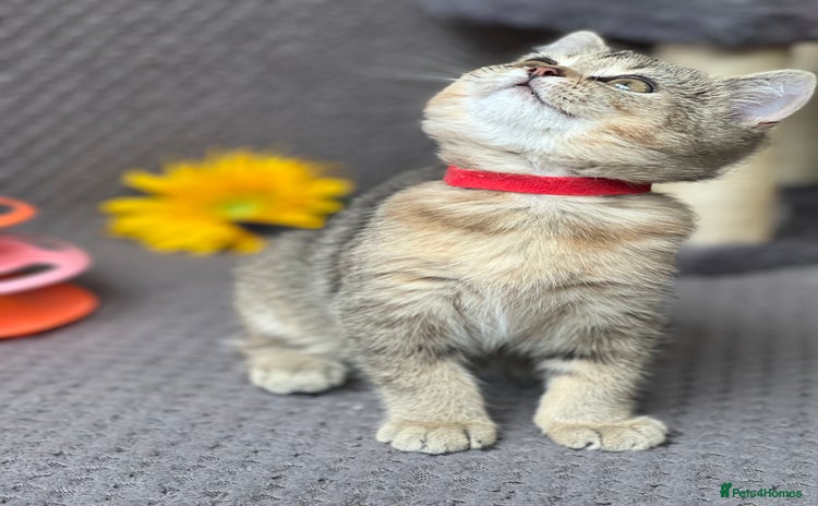 British Shorthair cats - Advert 16