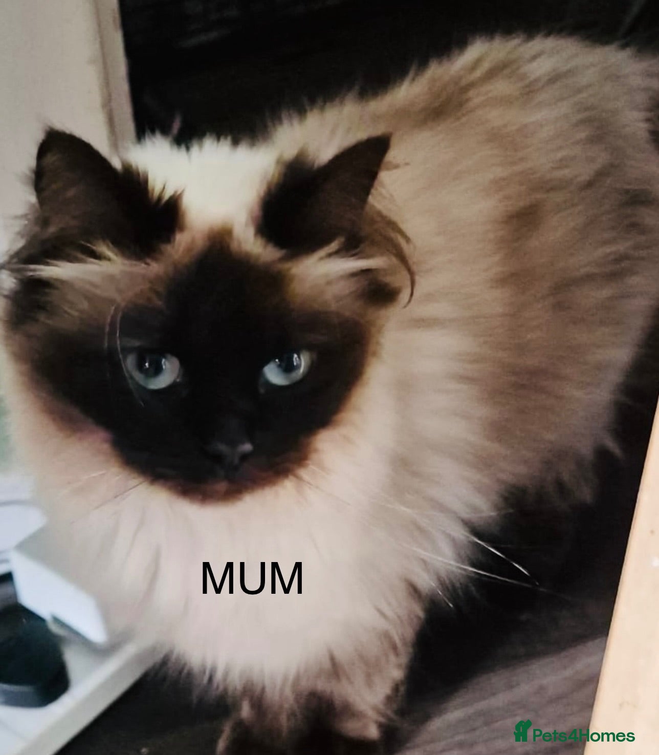 Ragdoll cats Grey Point Ragdoll Kittens - Advert 1