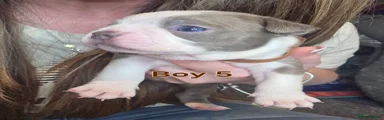 Puppy 5