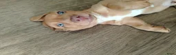 Dachshund dogs for sale: 3 beautiful miniature /dapple boys for sale  - Advert 2