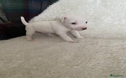 Jack Russell dogs for sale: Quality Parson Jack Russell male puppies - Advert 7