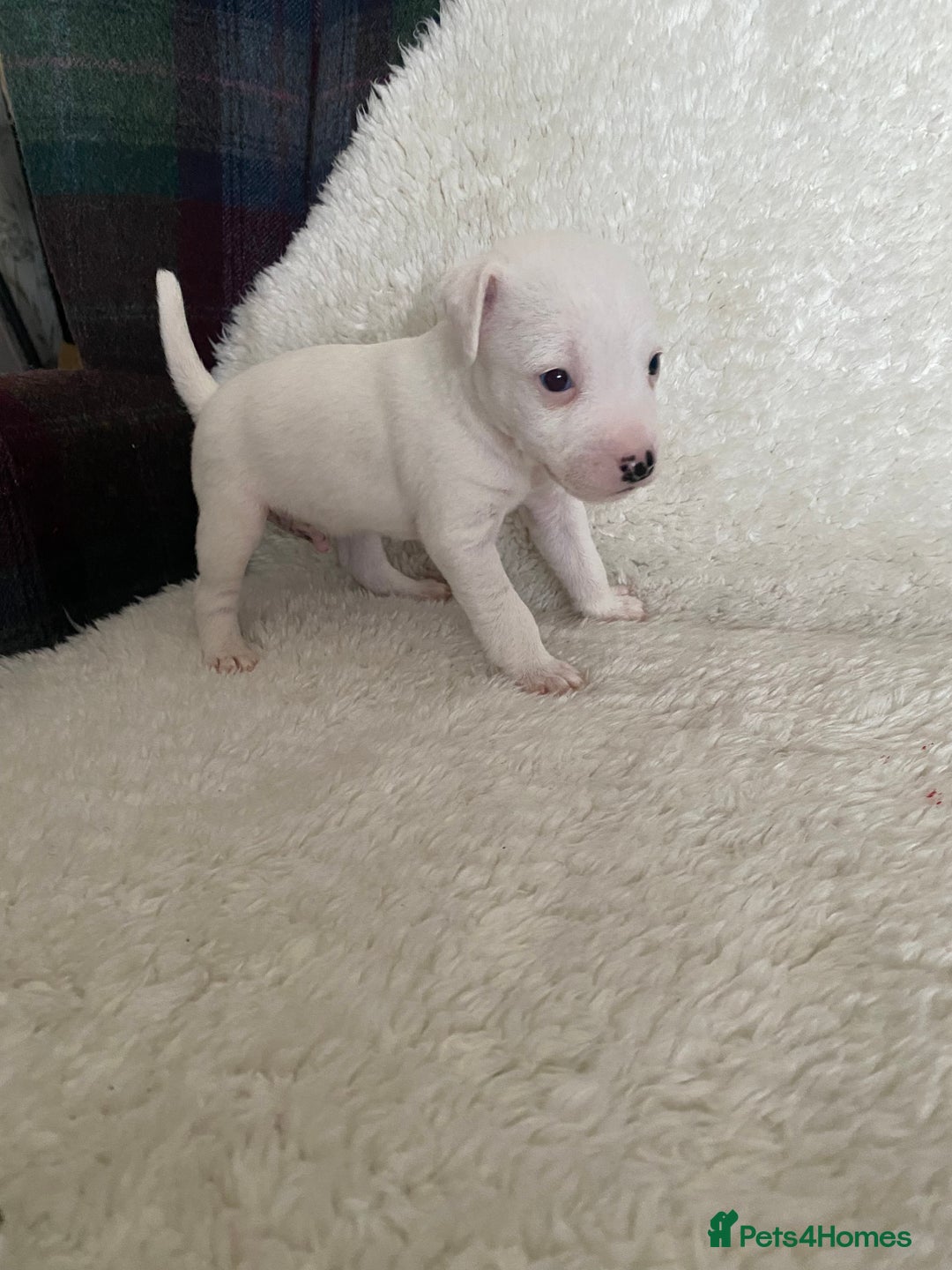 Jack Russell dogs for sale: Quality Parson Jack Russell male puppies - Advert 7
