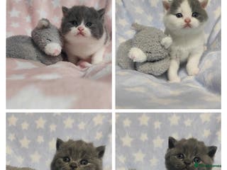 British Shorthair cats GCCF Registered Chunky British Shorthair Kittens - Advert 1