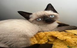 Siamese cats for sale: British Shorthair x Siamese Kittens - Image 9