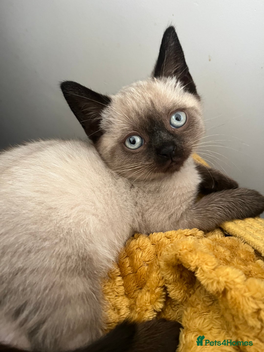 Siamese cats for sale: British Shorthair x Siamese Kittens - Image 9