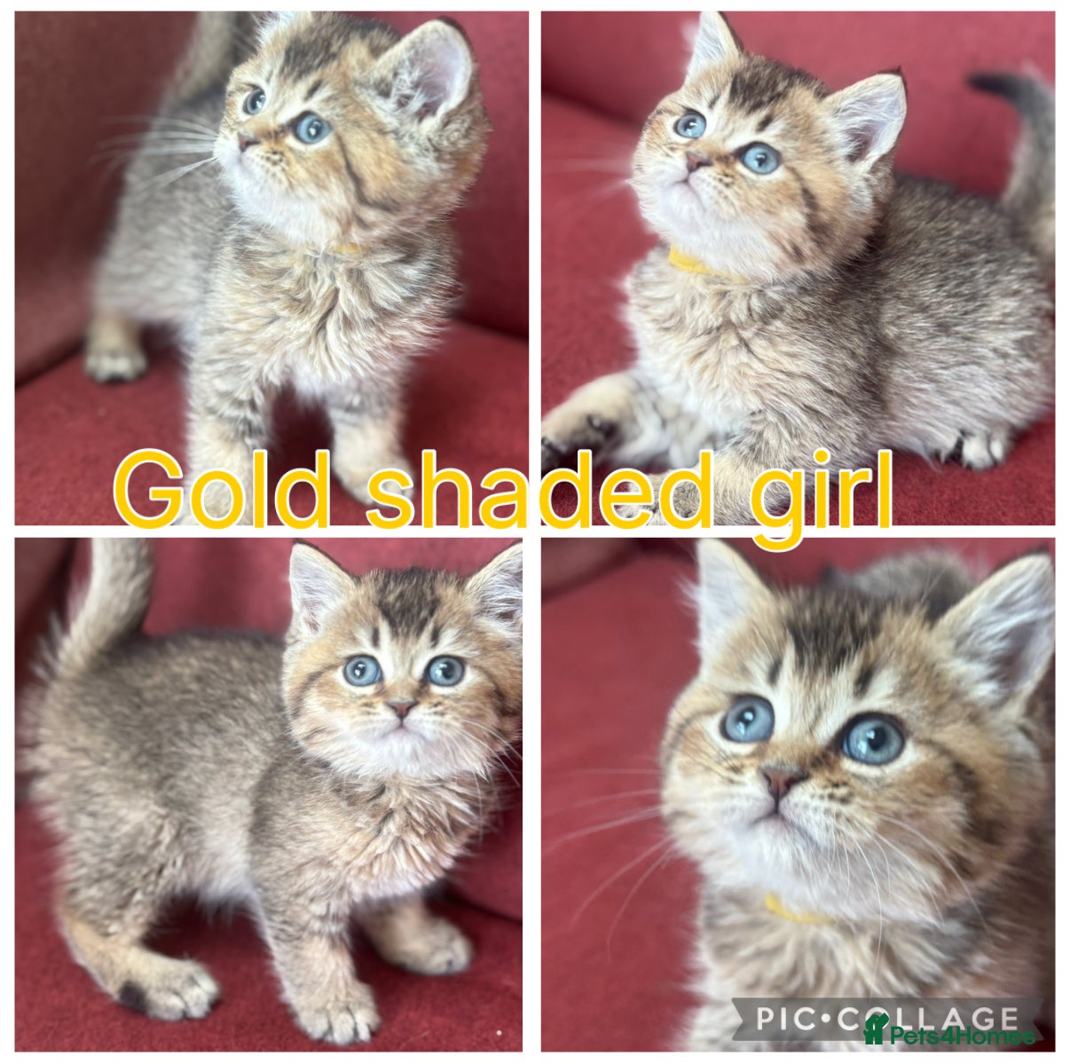British Shorthair cats for sale: GCCF Silver shaded and gold British shorthair  - Advert 3