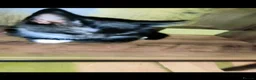 Mixed Breed cats for sale: 4 beautiful female tuxedo kittens in Aylesbury - Advert 4
