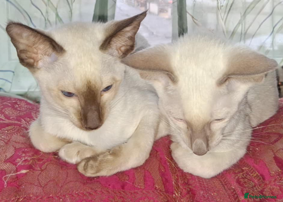 Siamese cats Male Siamese Kittens GCCF registered in Gretna - Advert 5