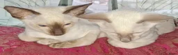 Siamese cats for sale: Male Siamese Kittens GCCF registered in Gretna - Advert 1
