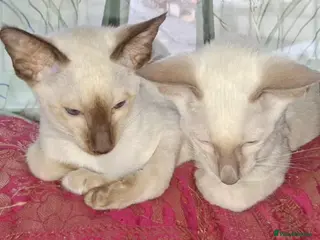 Siamese cats Male Siamese Kittens GCCF registered in Gretna - Advert 8