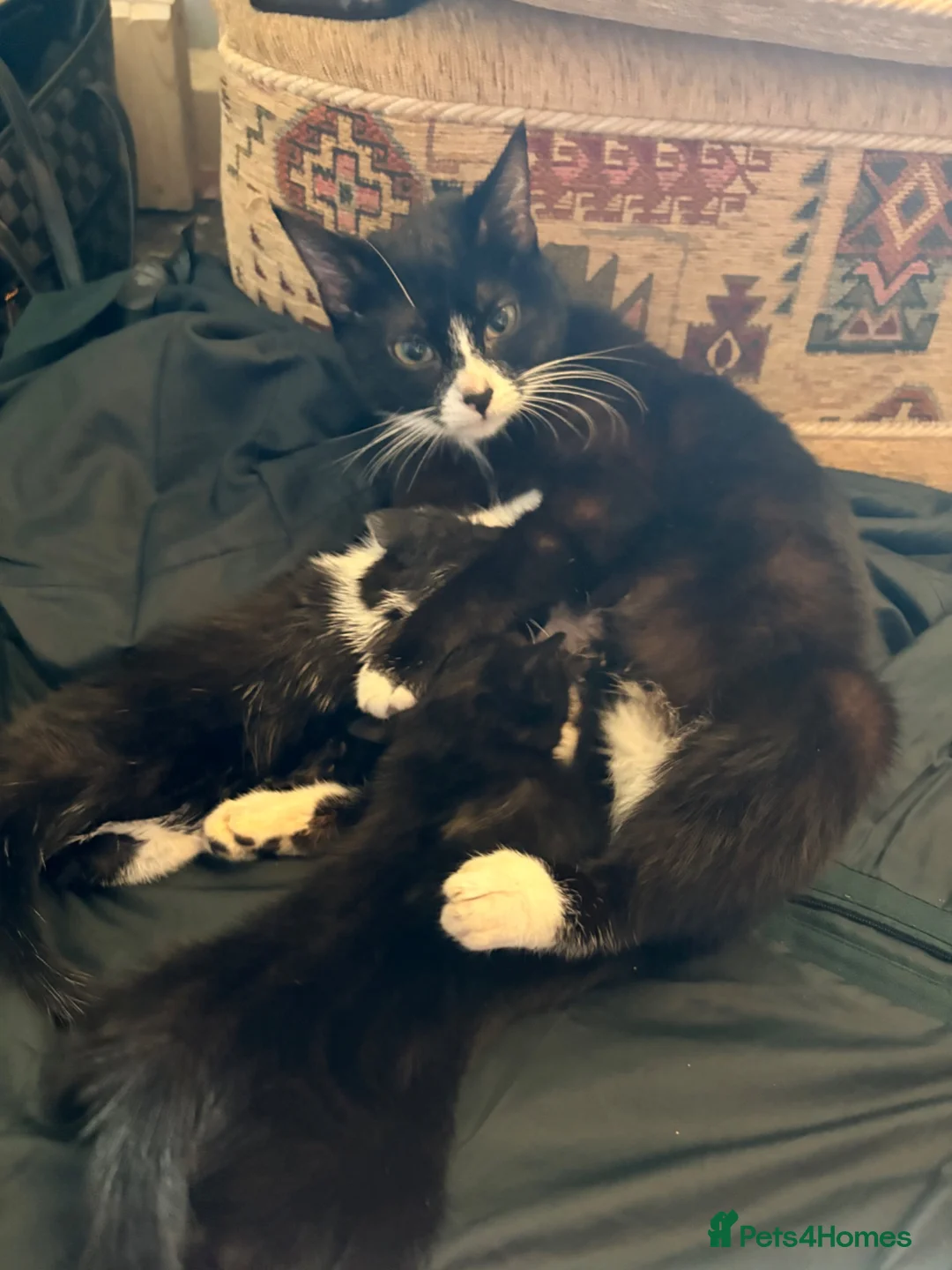 Mixed Breed cats for sale: Seven beautiful kittens that need new homes - Advert 1