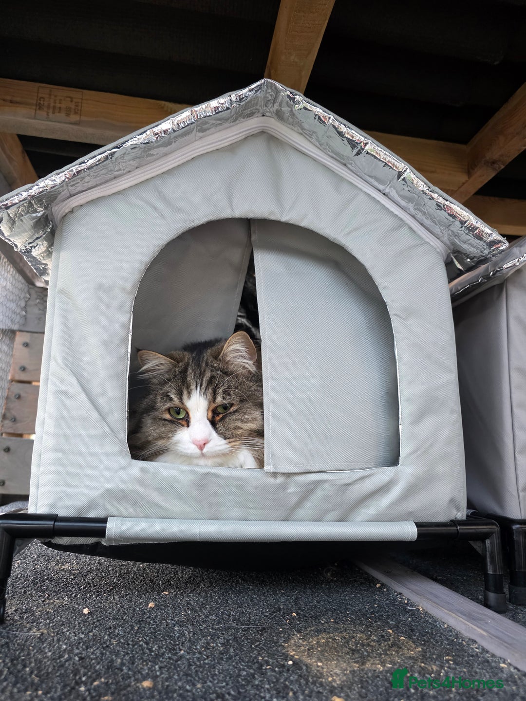 Mixed Breed cats for sale: Dumbledore - Advert 2