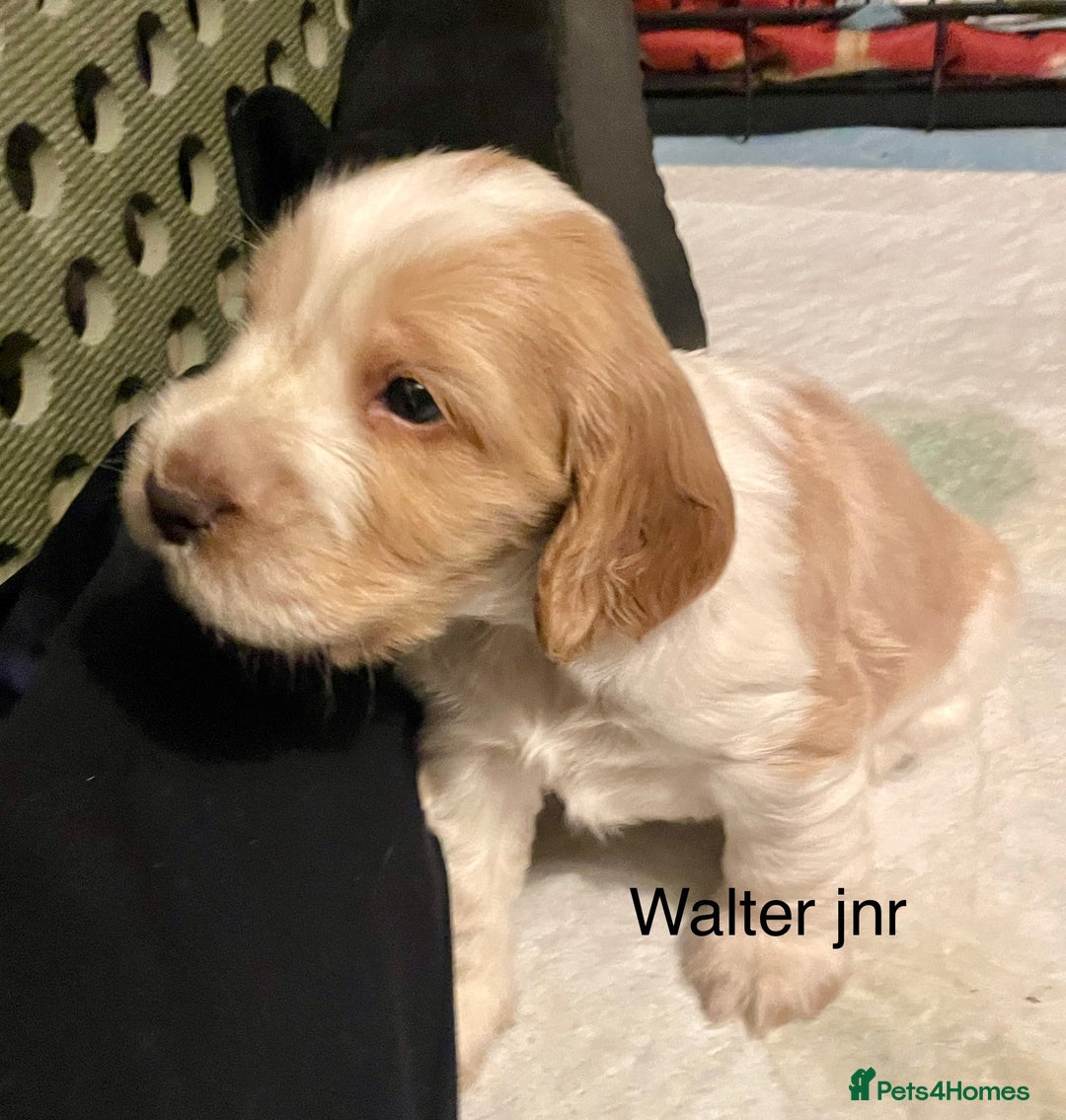 Cocker Spaniel dogs for sale: Your “furever” friend is here - Advert 40