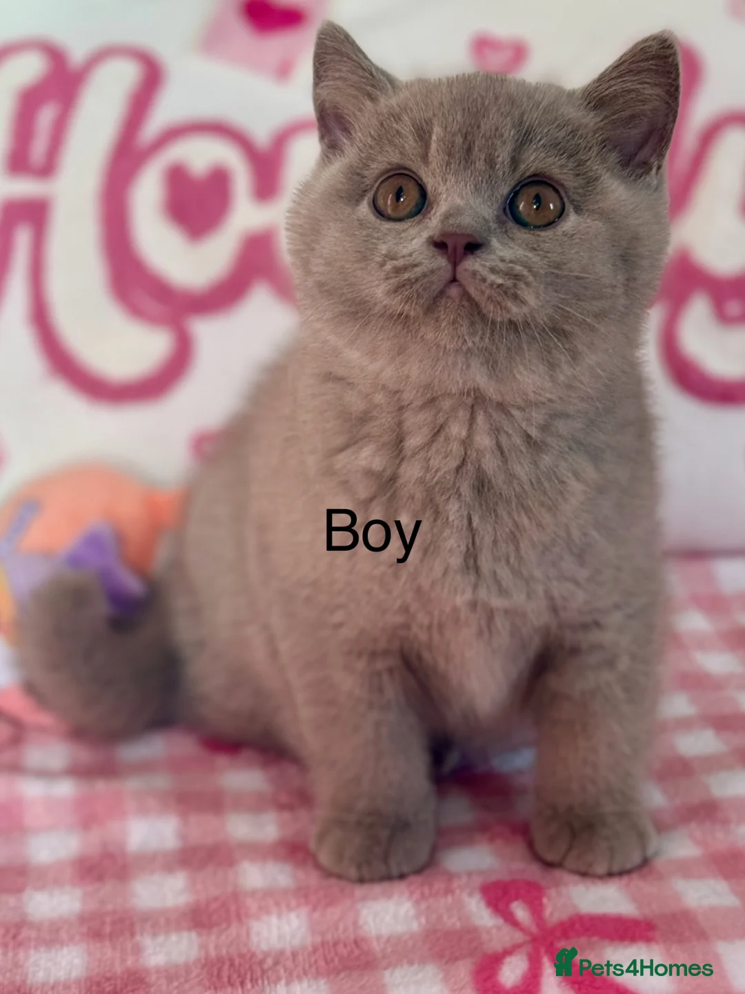 British Shorthair cats for sale: 5 Beautiful kittens❤️❤️❤️ - Advert 2