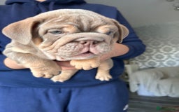 English Bulldog dogs for sale: Outstanding English bulldogs  - Image 9