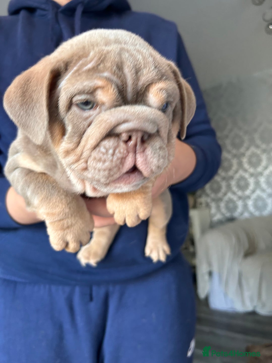 English Bulldog dogs for sale: Outstanding English bulldogs  - Image 9