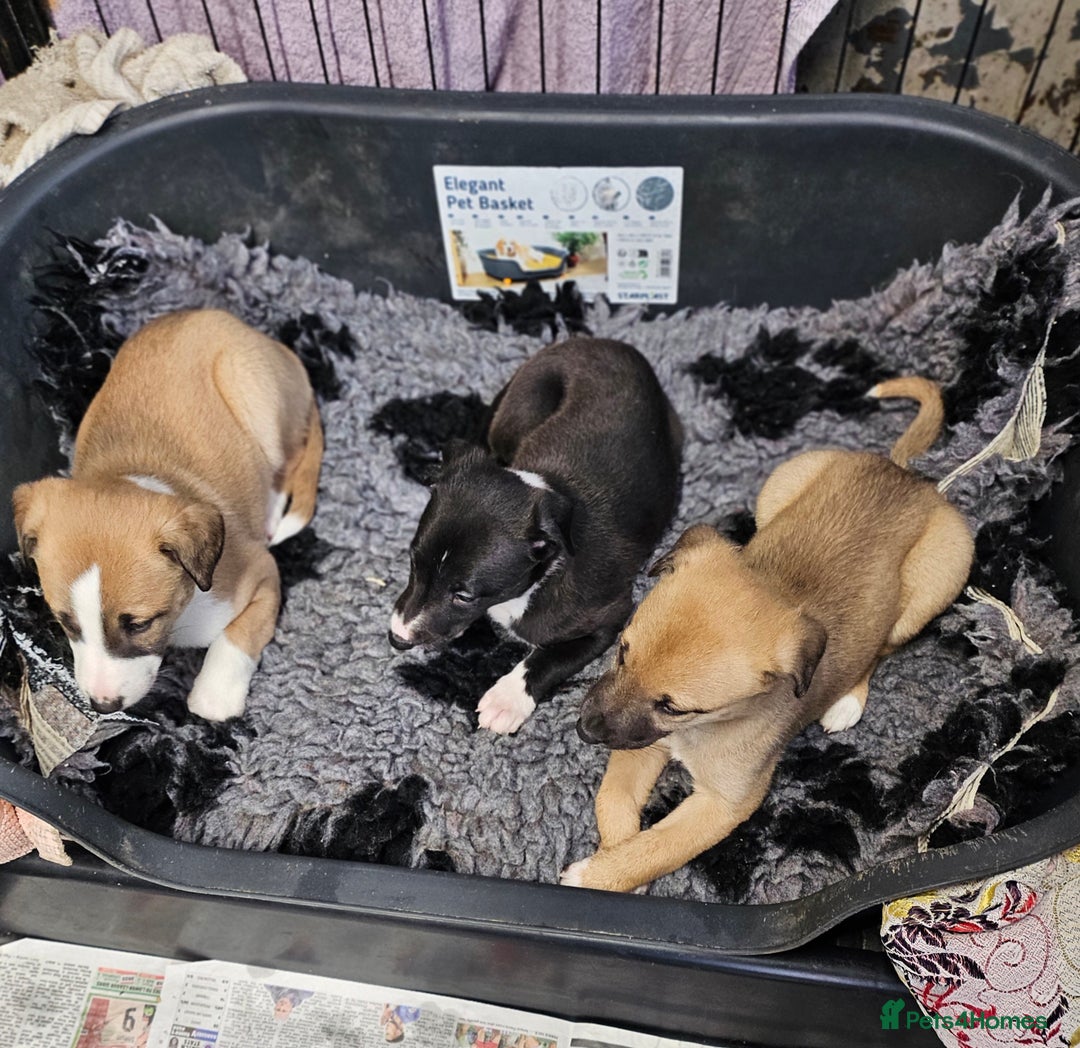 Mixed Breed dogs for sale: Lurcher puppies for sale - Image 7