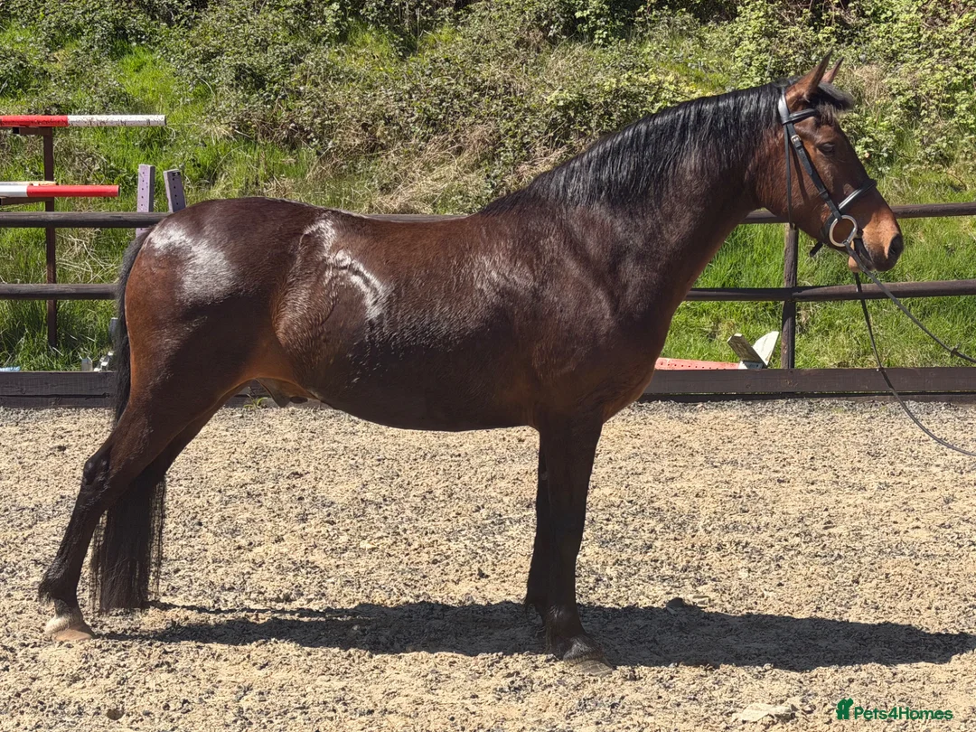 New Forest horses for sale: Spud - Versatile like a potato but better looking  - Advert 1