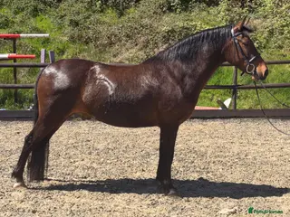 New Forest horses Spud - Versatile like a potato but better looking - Advert 15