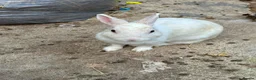 Mixed Breed rabbits for sale: Boy and girl bunny needing to be rehomed  - Advert 5