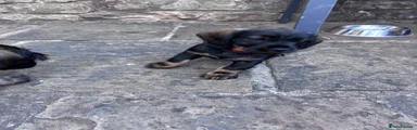 Puppy 4