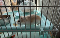 Hamster rodents for sale: 2 Female Roborovski Dwarf Hamsters  - Image 2