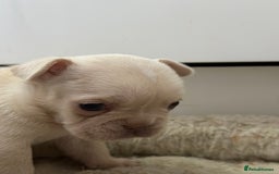 French Bulldog dogs for sale: French bulldog puppies  - Advert 8