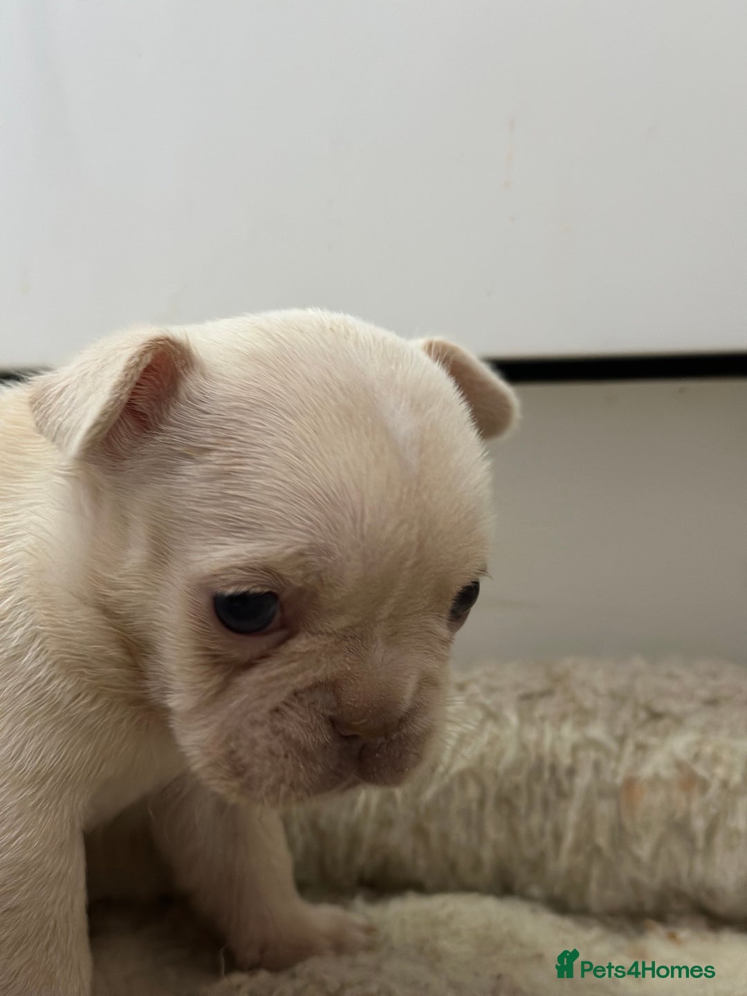 French Bulldog dogs for sale: French bulldog puppies  - Advert 8