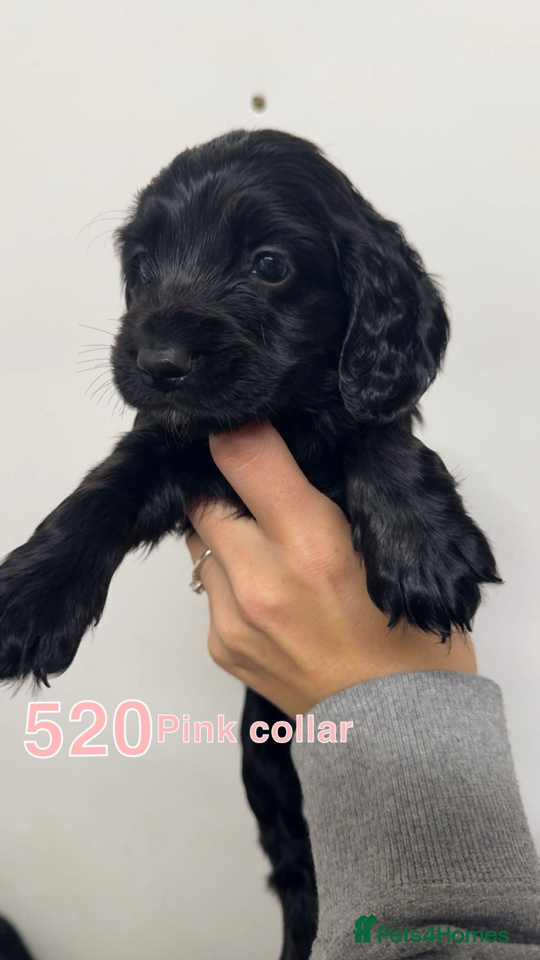 Cocker Spaniel dogs for sale: 9 wonderful cocker spaniel pups - Image 9