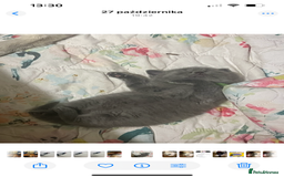 British Shorthair cats for sale: Beautiful British shorthair kittens 🐱 🥰 - Advert 33