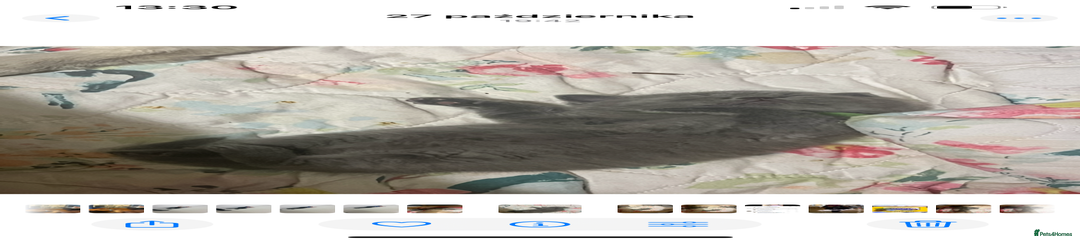 British Shorthair Kitten 4